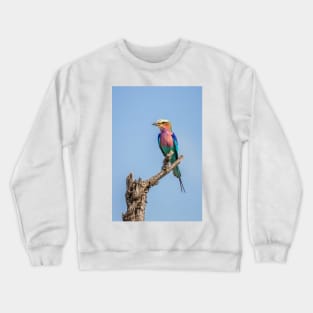 Lilac-breasted roller (Coracias caudatus) Crewneck Sweatshirt